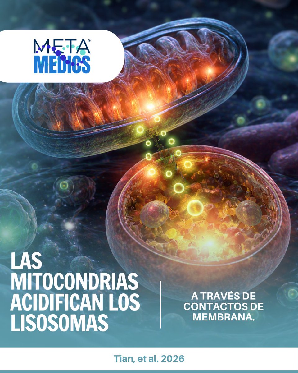 Metamedicsmx's tweet photo. Descubren que las mitocondrias transfieren protones a los lisosomas, aumentando su acidez y capacidad digestiva. Un hallazgo clave sobre la comunicación celular con potencial terapéutico. Tian et al., 2026. DOI: 10.1016/j.celrep.2026.117112 https://t.co/EtCFecXAPs
