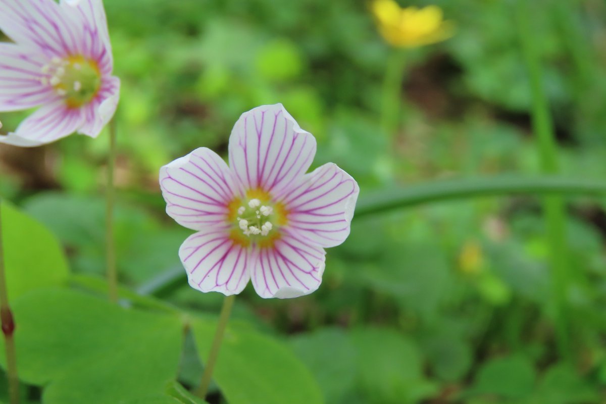 Donna Rainey tweet media