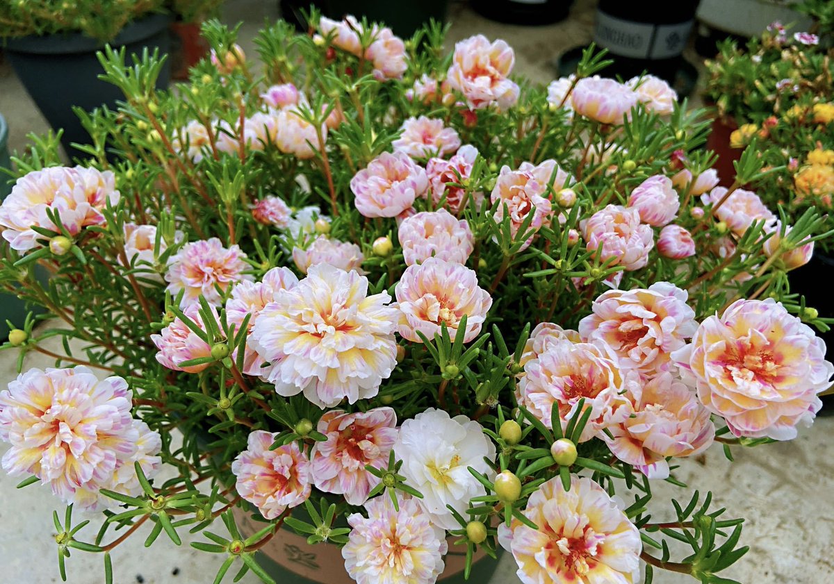 Feardia Lemayay tweet media