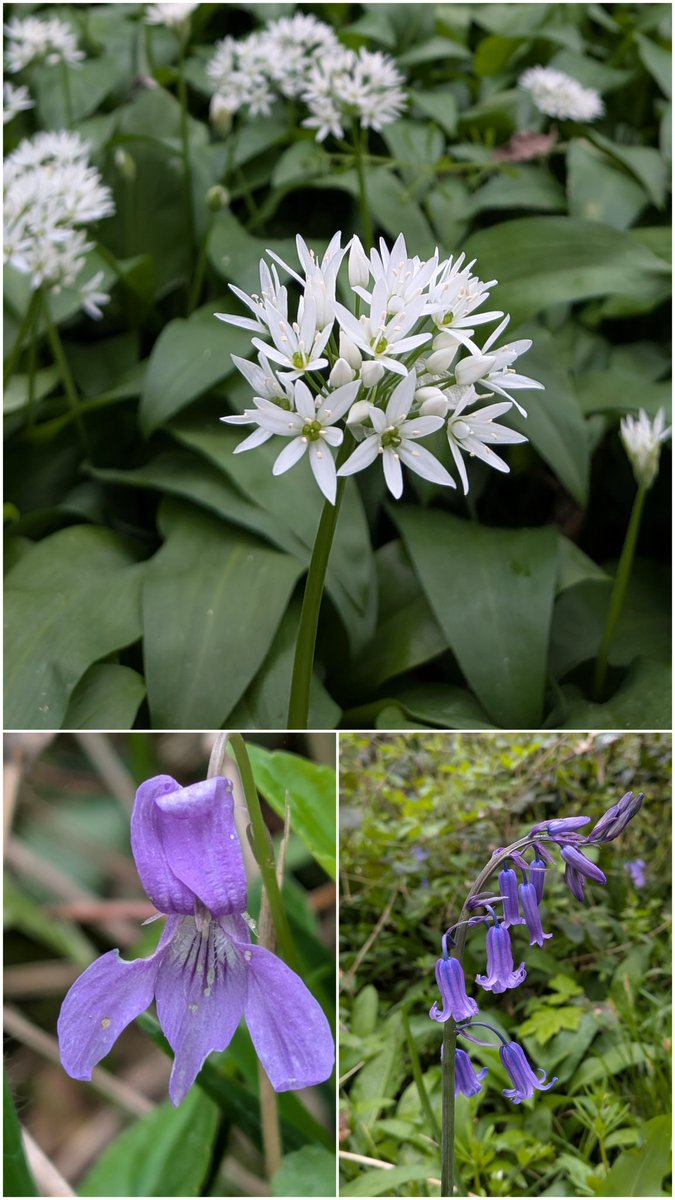 KtSharpie73's tweet photo. From my woods this week, violets looking battered at the end of their season, bluebells in their prime and sparkly white fresh garlic just coming. #wildflowerhour #WoodlandPlants https://t.co/kk6HFTl5oL