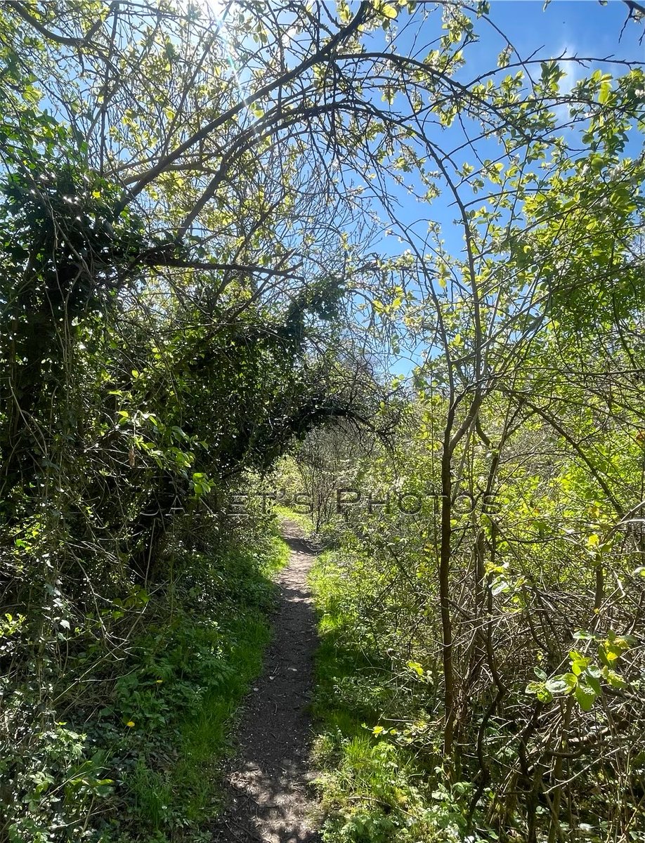 shypixie76's tweet image. I had a lovely little wander and saw this cute little tree archway, it was so pretty and the picture doesn’t really do it justice 💚 Hope you're all enjoying your day 🌿
#Wander #Arch #Trees 
#NaturePhotography