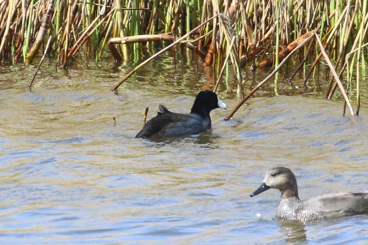 Paul Kelly tweet media