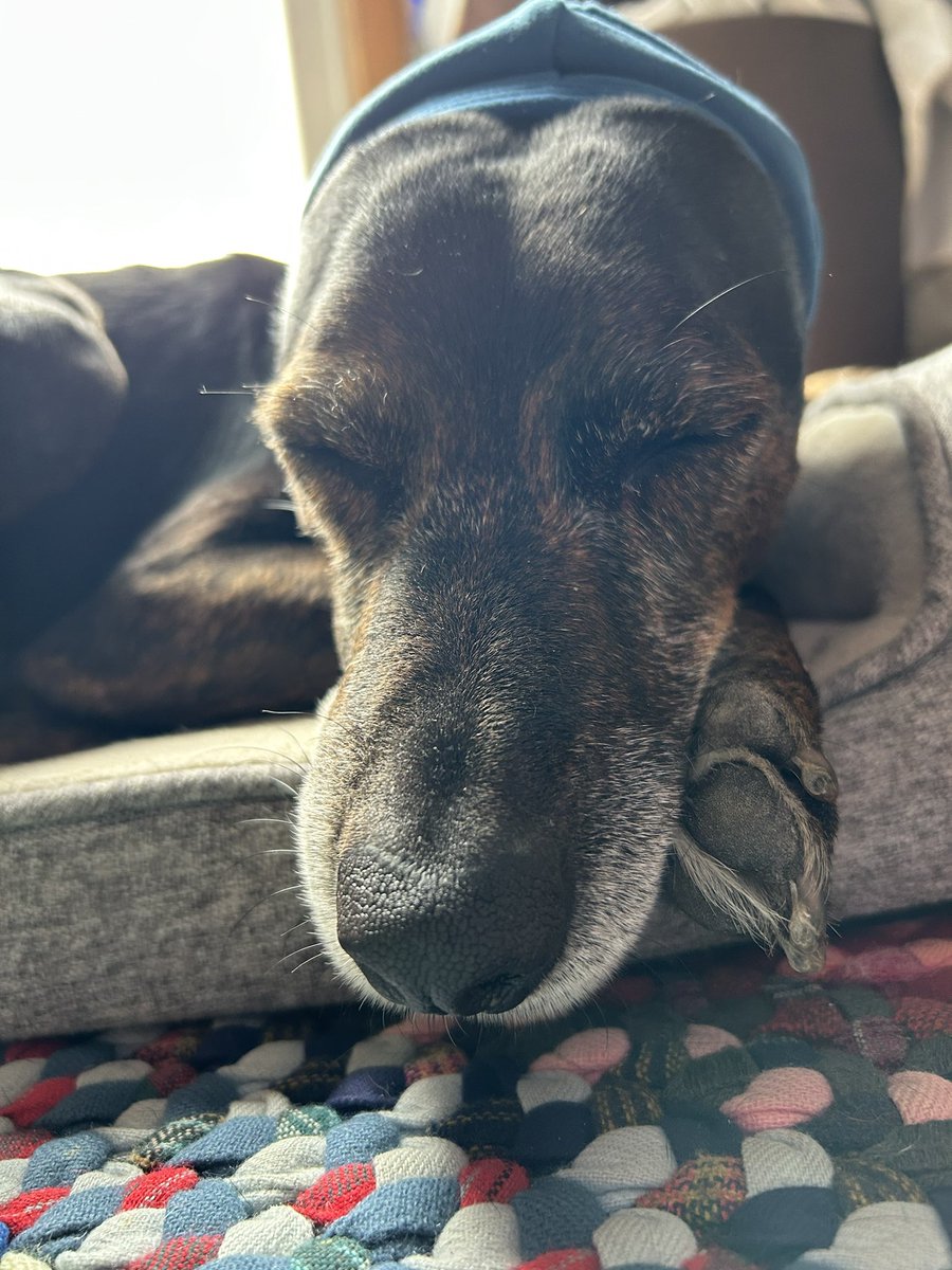 Lucky and Angel Zenith 🌈 tweet media