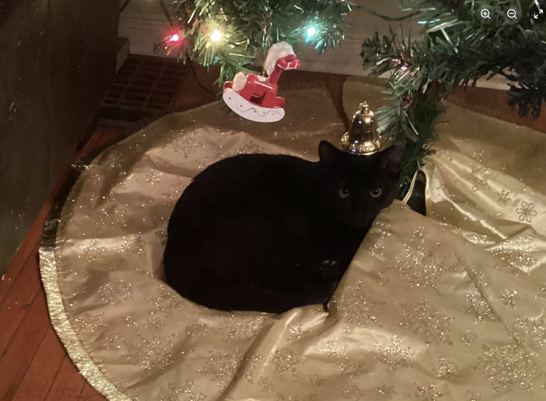 Guelph Lost Pets tweet media