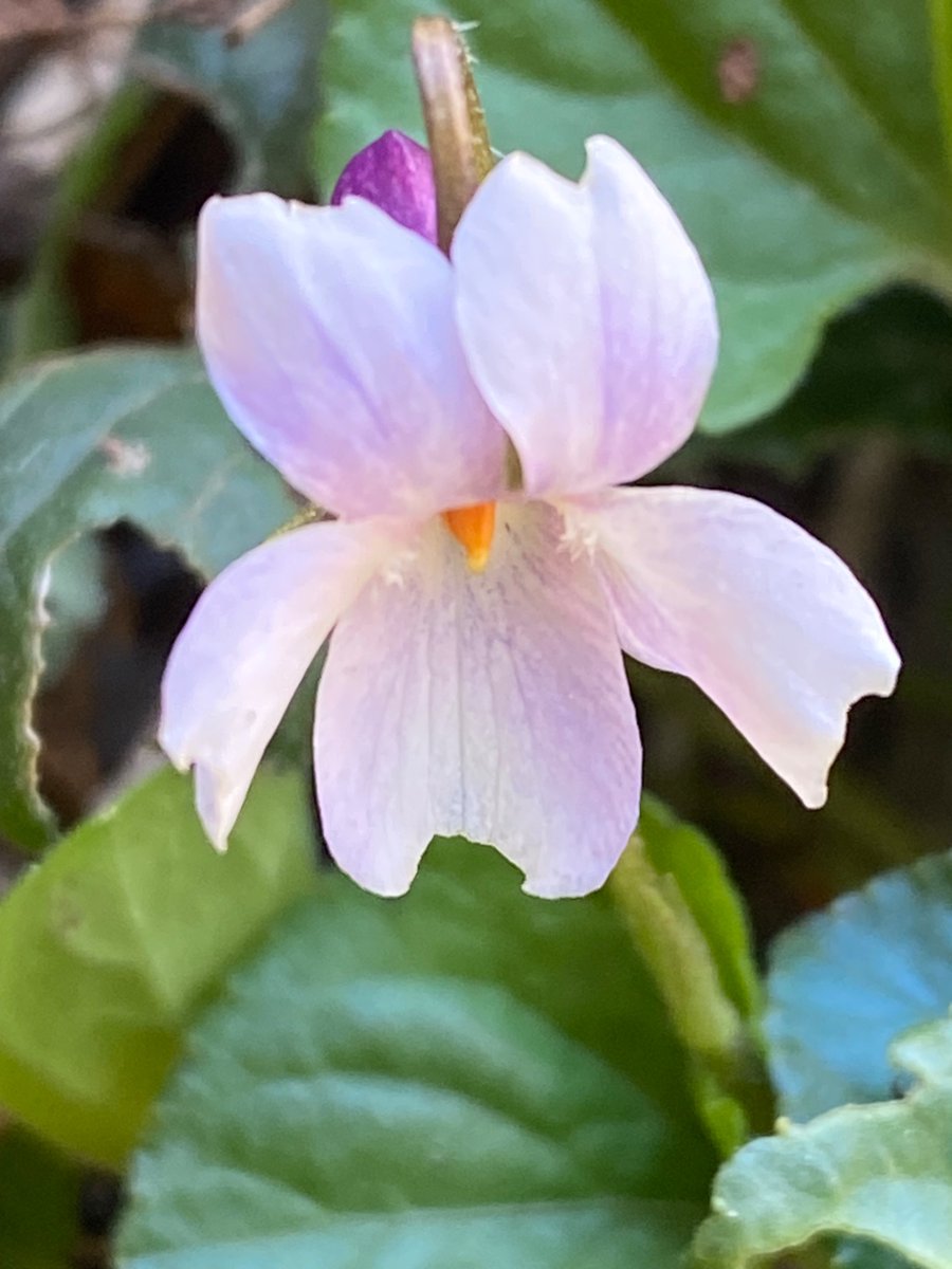 Michelle Clarke tweet media