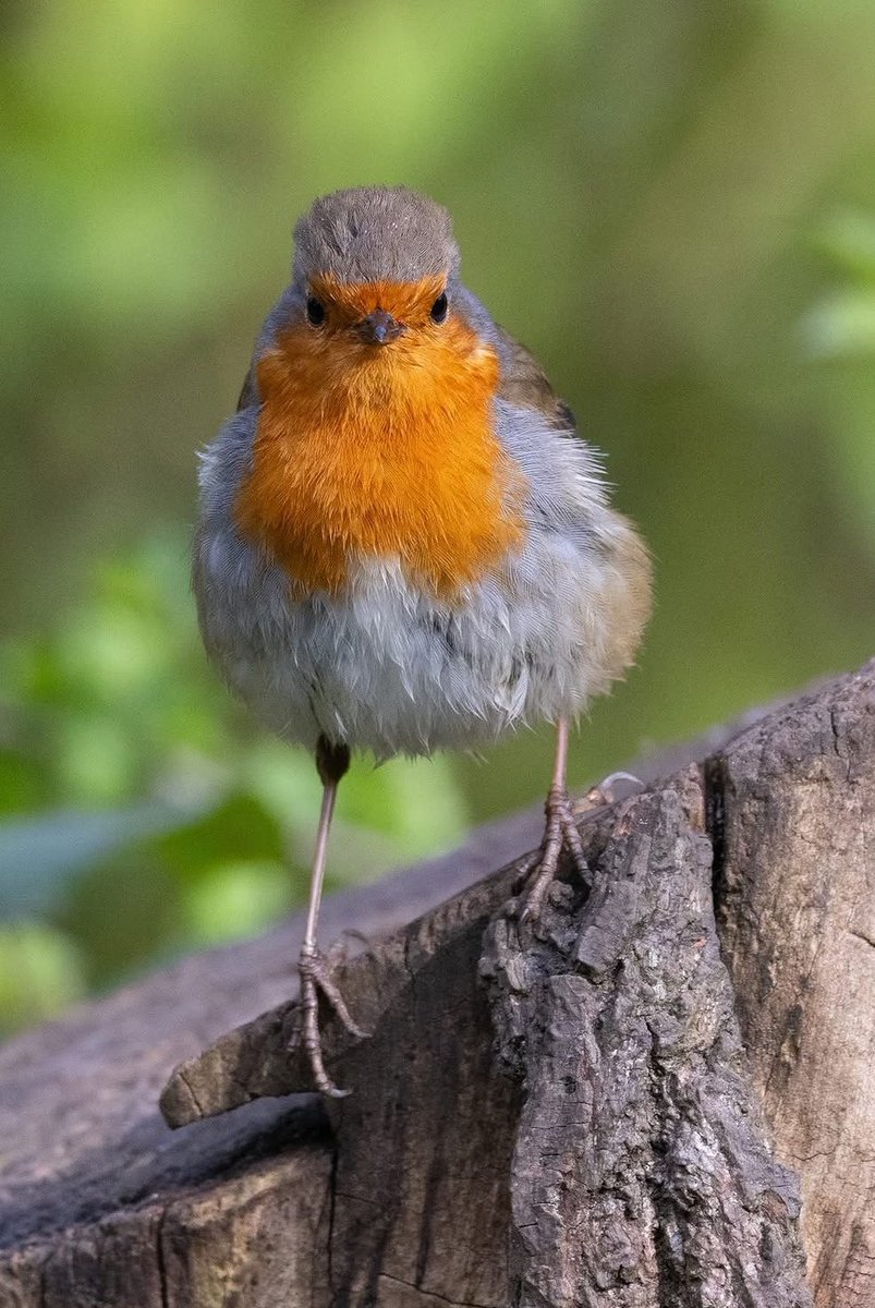 leescott26's tweet photo. Some recent photos. #fly #robin #blackcap #rat @Natures_Voice @BBCSpringwatch @Britnatureguide https://t.co/kAOtQFCxsJ