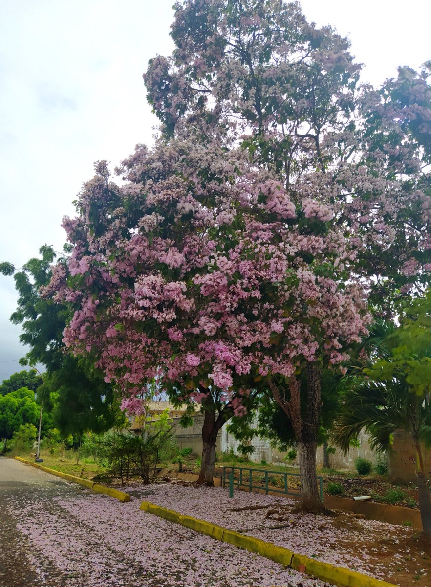 ♡Sophia PH♡ tweet media