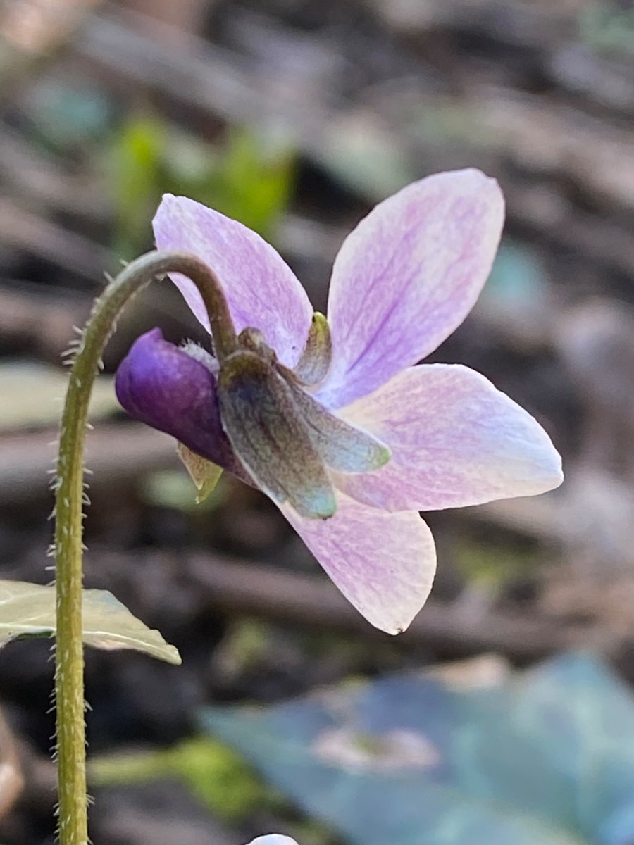 Michelle Clarke tweet media