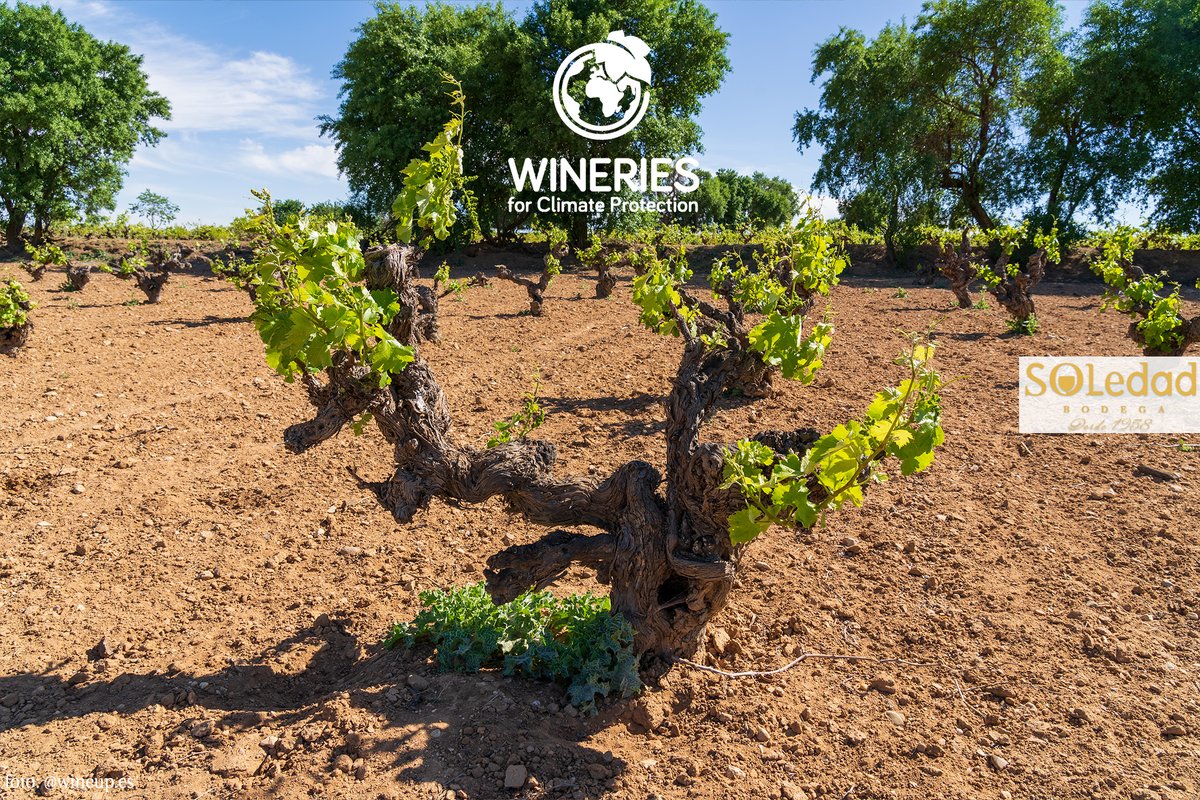 bodegasoledad tweet media