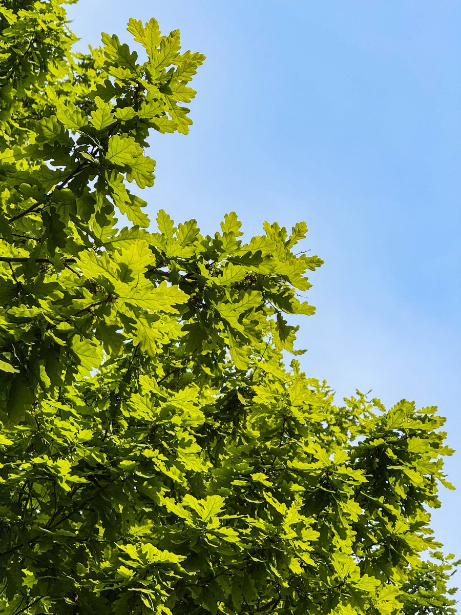 Caught in that moment when the sun turns leaves into light 🌿☀️