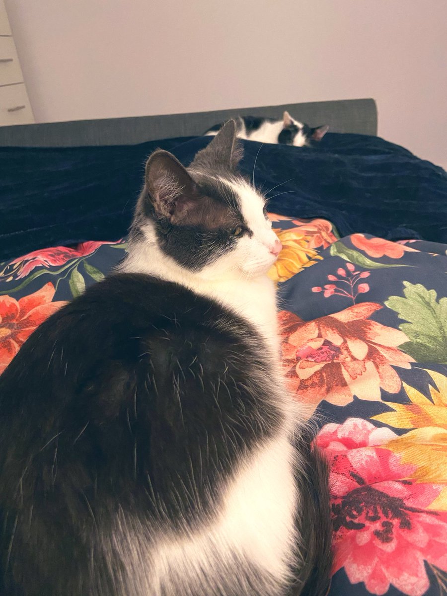 EvieFreddie's tweet image. Reluctantly sharing the bed 😾

#cats #catsoftwitter #SundayThoughts