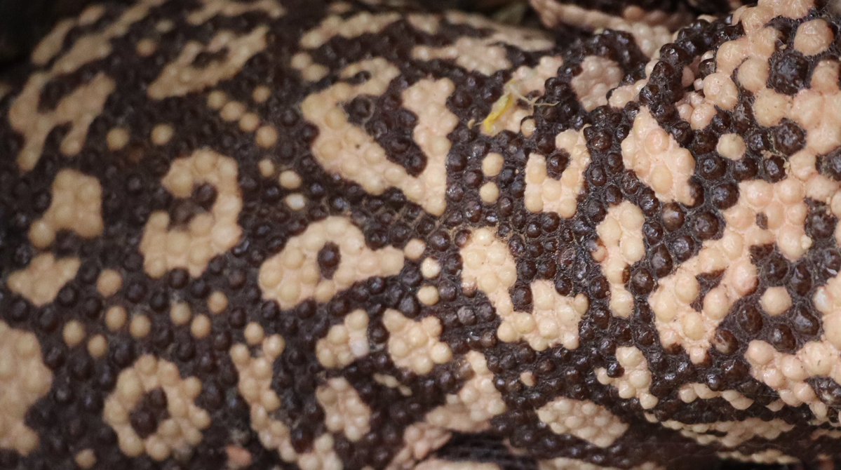 Henry Brean tweet media