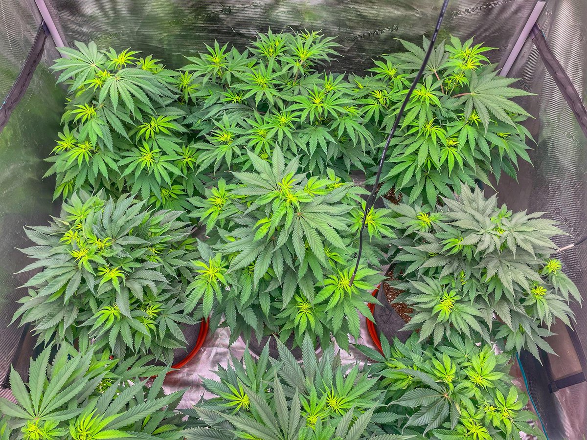 Island Herbz tweet media