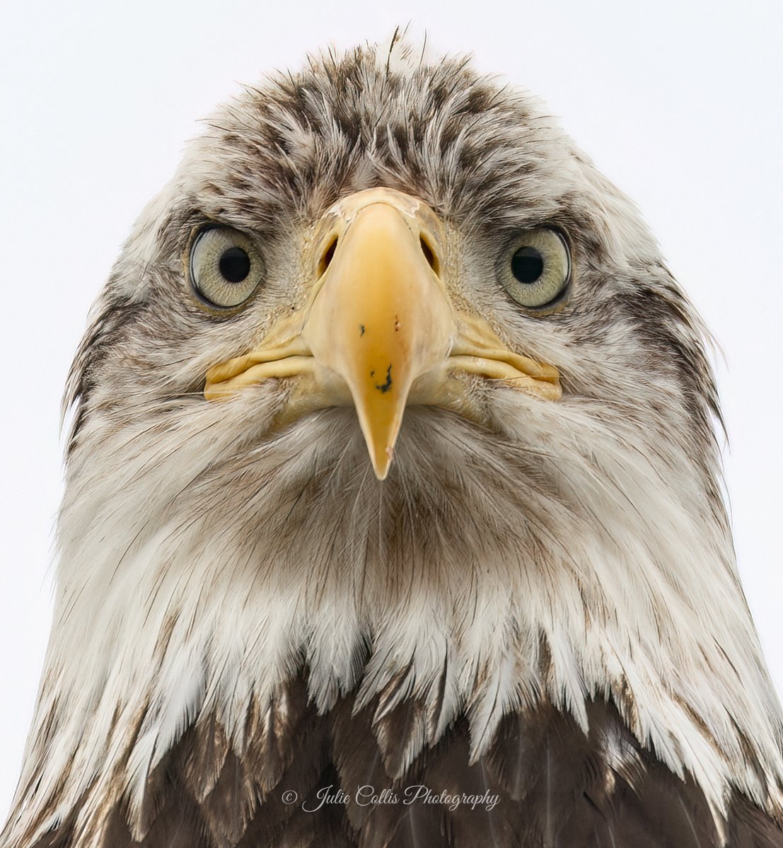 Julie Collis tweet media