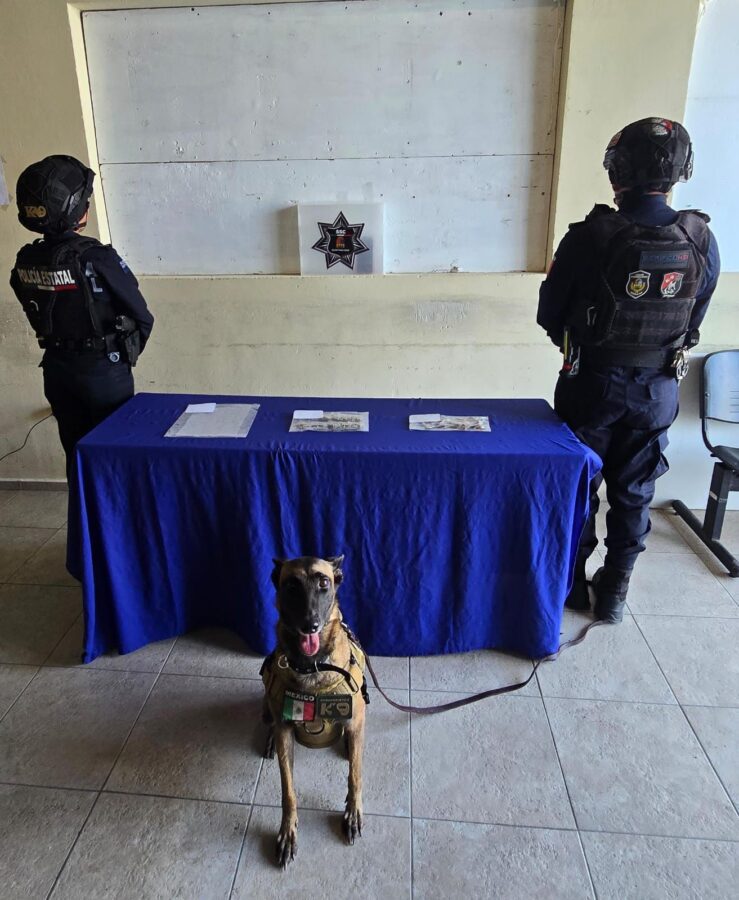 NARCO "DULCES" EN LA TERMINAL; DROGA ESCONDIDA EN EL BAÑO DESATA ALERTA

🔺️Un bote de basura se convirtió en escondite de marihuana y presuntos chocolates adulterados; el olfato de una perrita K-9 destapó...

inspectornocturno.com.mx/?p=104295

#QuintanaRoo #Tulum