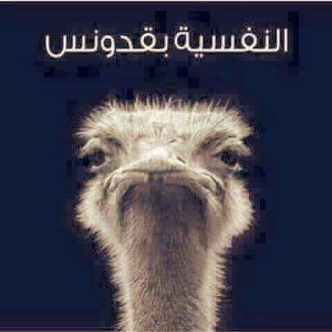 Hamad1977K 🇰🇼 tweet media