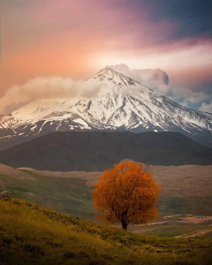 ققنوس tweet media