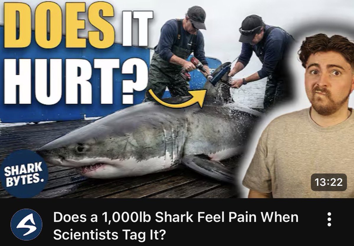 Shark Bytes tweet media