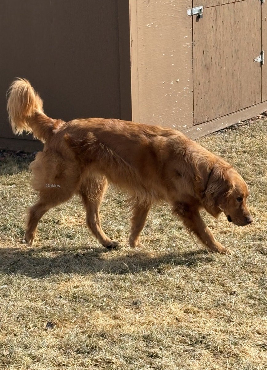 Oakley 🇨🇦 tweet media