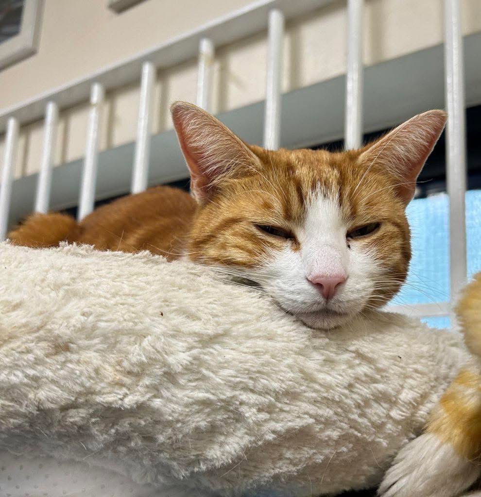 George The Stourbridge Junction Station Cat tweet media
