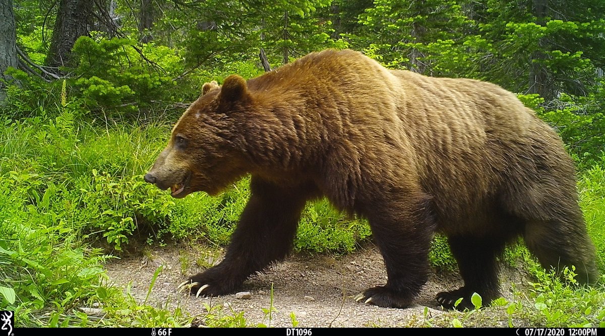 trailcam tweet media