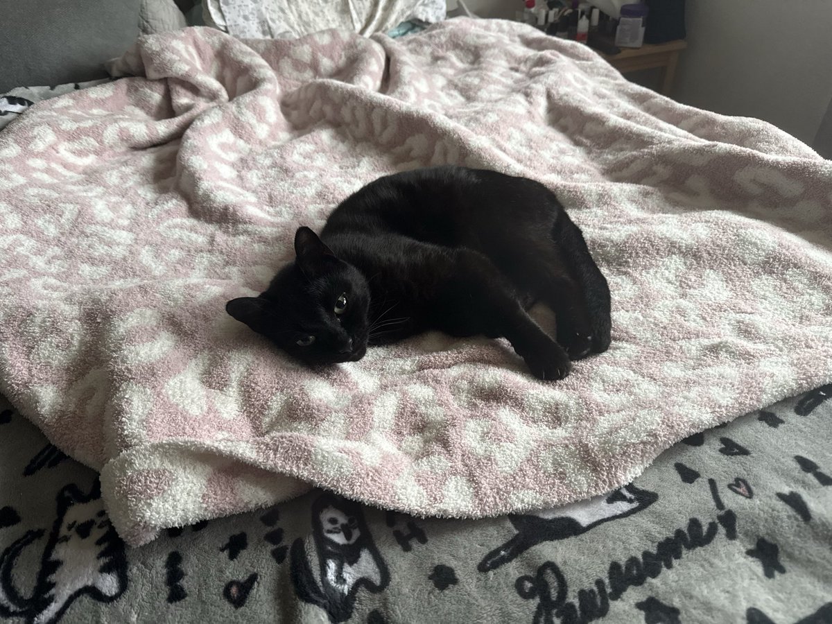 Chief Moo$e tweet media