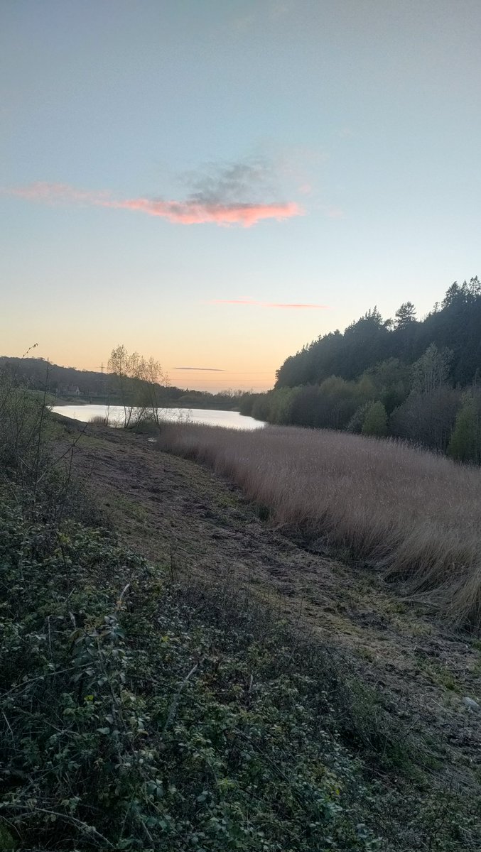 A great walk at Coombe Hill this afternoon enjoying at least 3 singing Redstarts, 5 Yellow &amp; 1 White Wagtail, Sedge Warblers, bubbling Curlews, 3 Little Egrets. This eve at Dowds Res, 2 Reed Warbler, Mallard &amp; Grebe pair, Grey and Pied Wagtail, 3 Moorhen.  #Glosbirds.