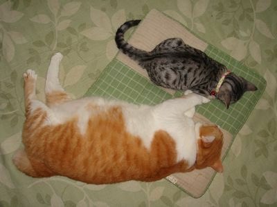 梔子＠しがない本好き tweet media