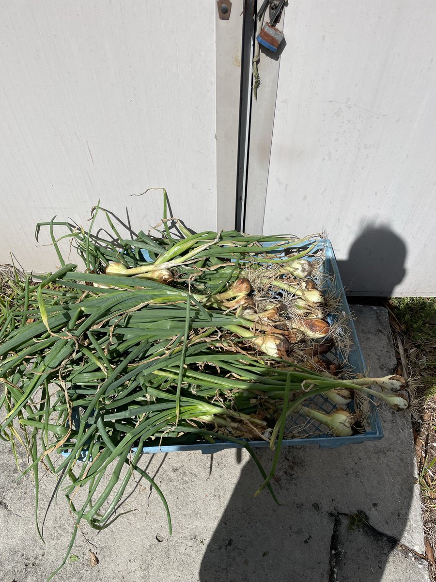 wildercountry's tweet photo. First onion harvest roughly 10lbs. https://t.co/X9SQqnj9fD