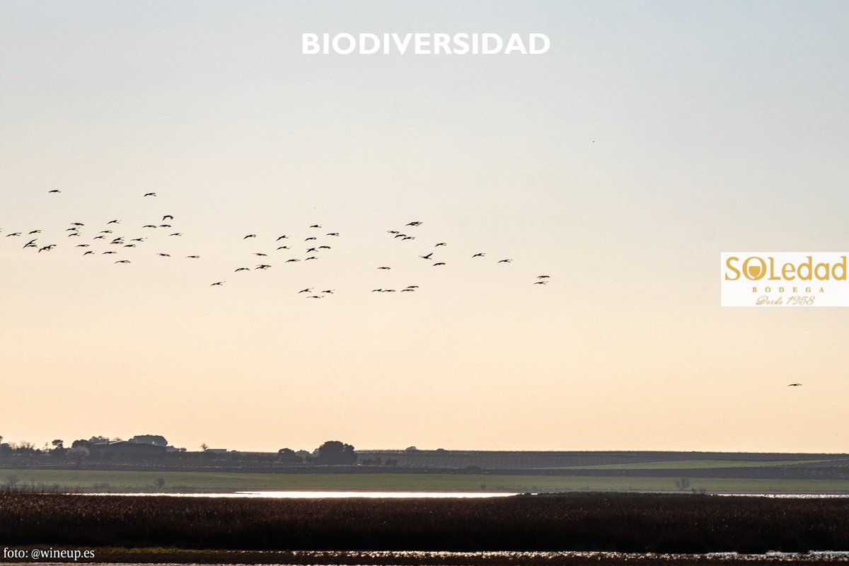 bodegasoledad's tweet photo. Cuando la naturaleza está en equilibrio, el vino también lo está. En Bodega Soledad trabajamos para que nuestro entorno sea un espacio vivo: aves, humedales, flora silvestre... 

Un compromiso con la tierra que se nota en cada copa. 🌿🍷#Biodiversidad #BodegaSoledad

📸@wineup_es https://t.co/Qtdwim5KBK