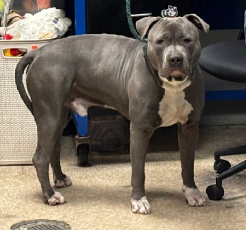 MorgFairsdogs's tweet image. Jax 250700
Listed TBK 4/14
#NYCACC #RescueOnly 
He is a cute 2 yr old
Brought in by 👮‍♂️ after wellfare check of unconscious person (owner)
Bit 👮‍♂️, protecting owner
Has warmed up to staff
Needs exp home w/time to decompress 
Save Jax!
nycacc.app/browse/250700
#Pledge4Rescue #foster