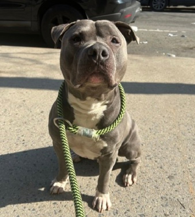 MorgFairsdogs's tweet image. Jax 250700
Listed TBK 4/14
#NYCACC #RescueOnly 
He is a cute 2 yr old
Brought in by 👮‍♂️ after wellfare check of unconscious person (owner)
Bit 👮‍♂️, protecting owner
Has warmed up to staff
Needs exp home w/time to decompress 
Save Jax!
nycacc.app/browse/250700
#Pledge4Rescue #foster