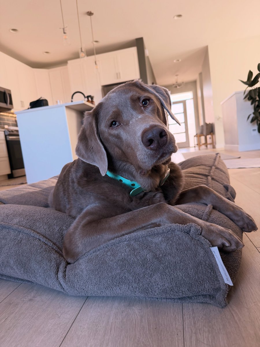 jackielconnell's tweet photo. Haven’t been on this app in a minute. Blue wanted to say hello! ♥️. #labrador #goodboy https://t.co/MjHIJ2RaTx