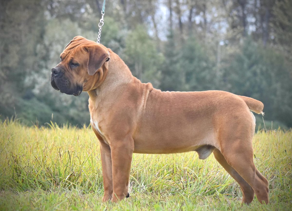 Volkstaat tweet media