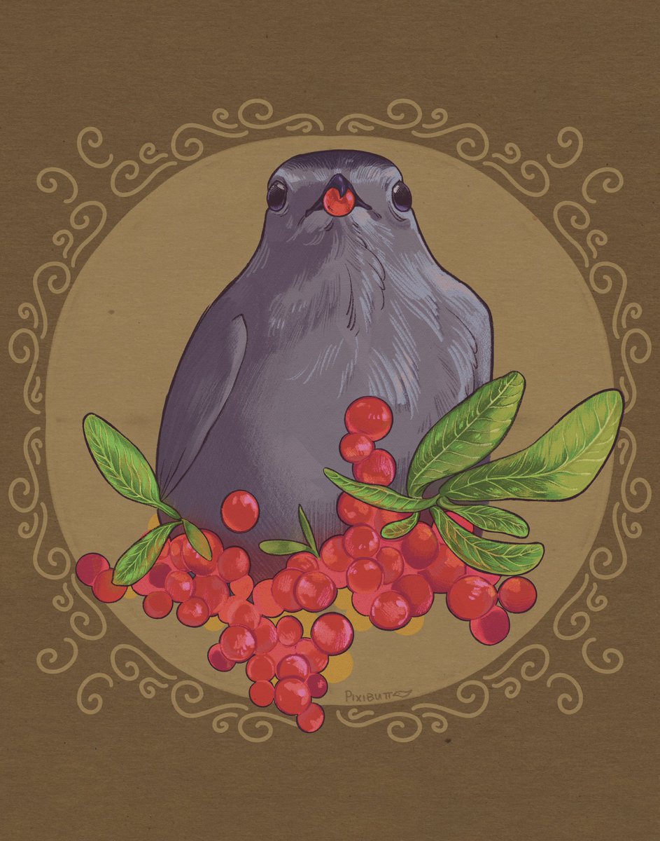 gray catbird w lil berry