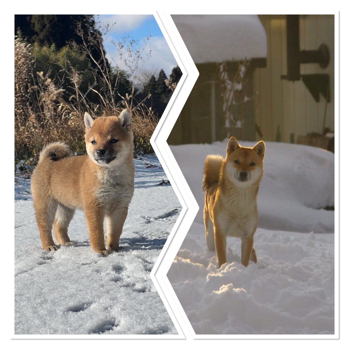 Michael (🇯🇵,🐾) tweet media