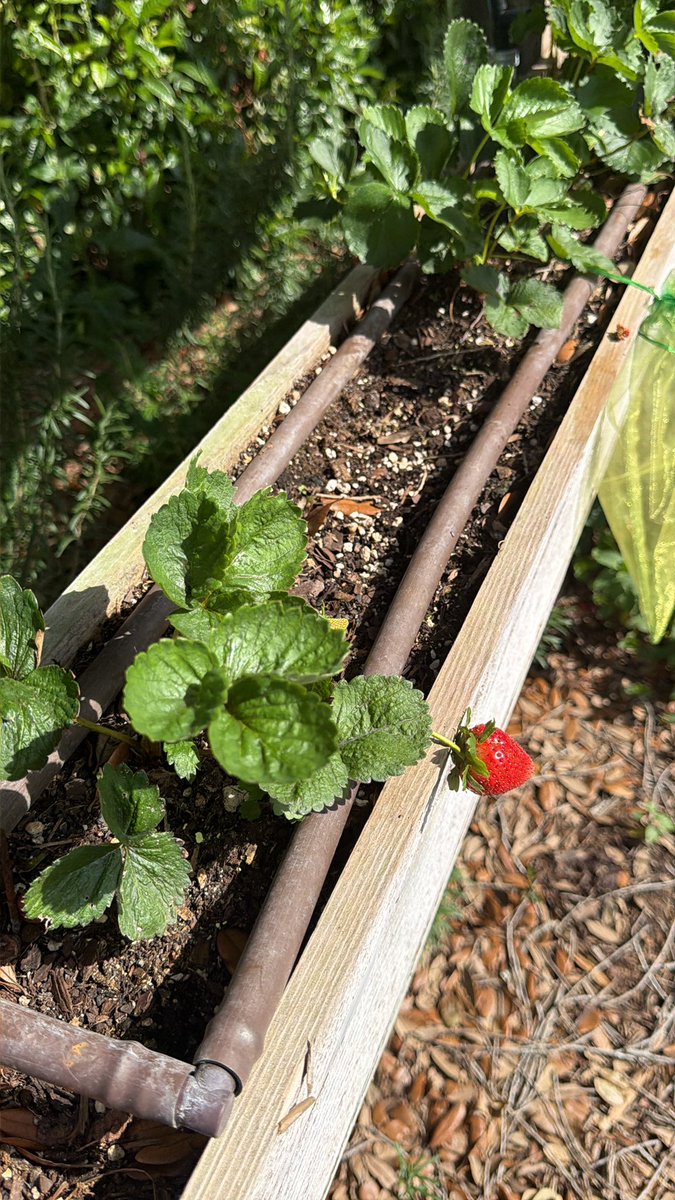 Alexis Ohanian 🗽 tweet media