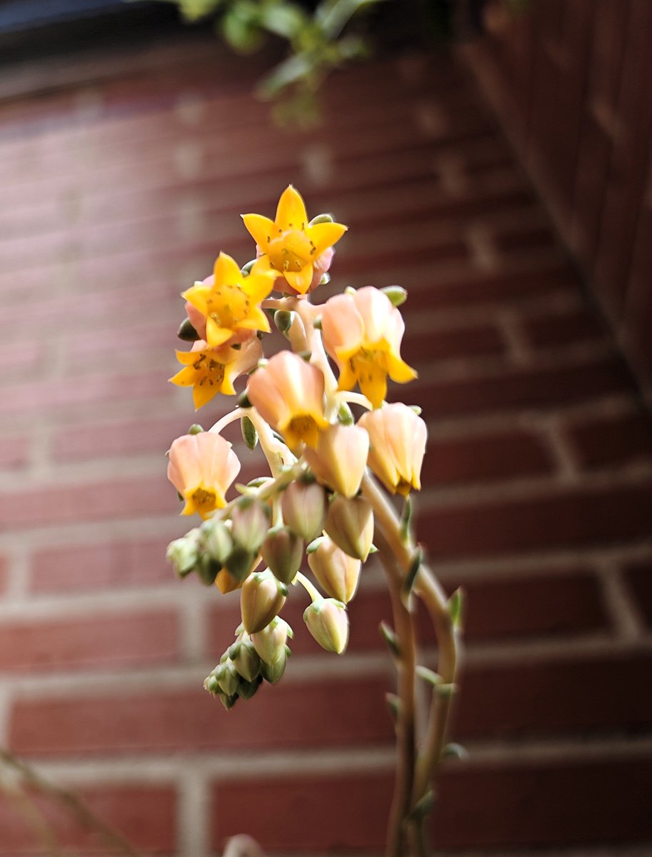 KatySnchez's tweet image. Flor de la suculenta Echeveria #suculentas #flores #hacerfotos #primavera
