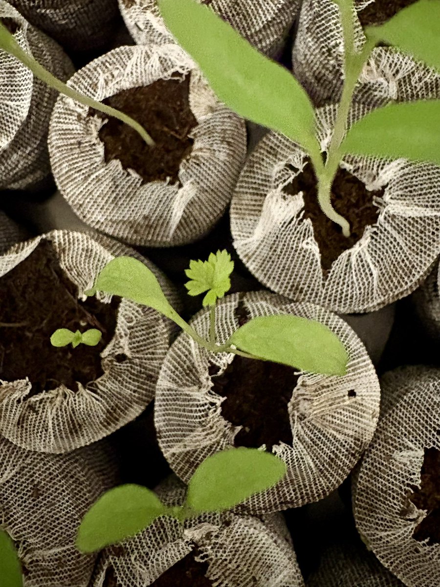 نیکُل tweet media