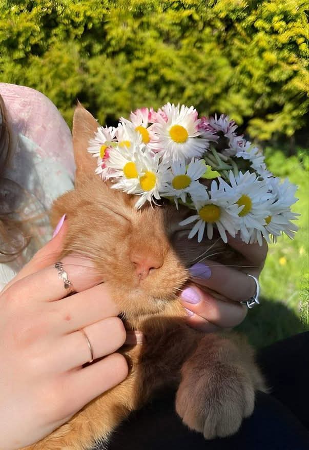 Purely Green tweet media