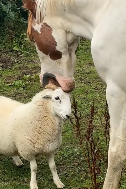 Compradinero (draw) 🔞 tweet media