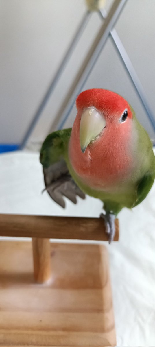 ピースカルテット tweet media