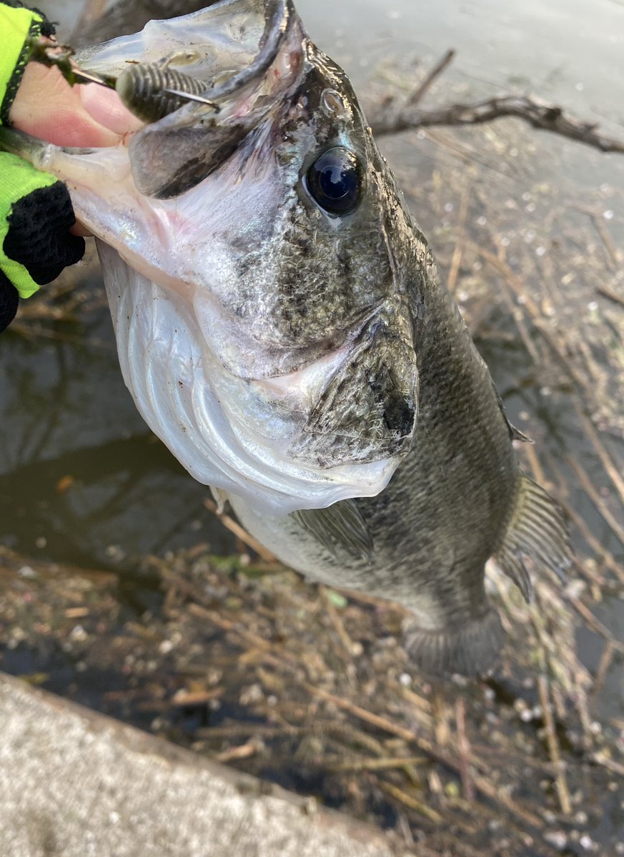源悟朗🤖🎣 tweet media