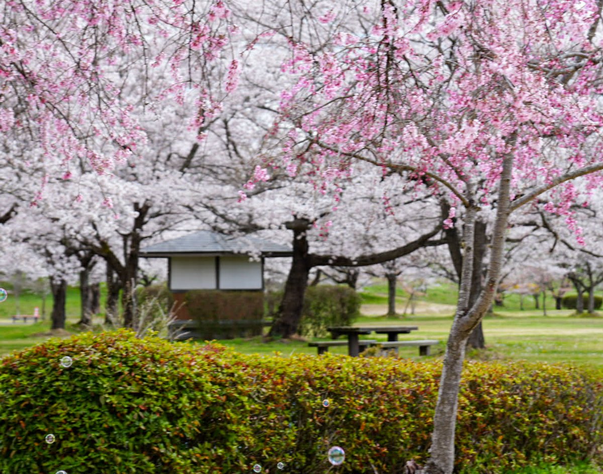 ~Ichinoseki🌸in bloom~
Loving the cherry blossoms at Ichinoseki Yusuichi Kinen Ryokuchi Park (photos taken April 11)!
With around 100 varieties, you can catch both early and late blooms!

For more top sakura spots in Ichinoseki, check this out 👇
ichinoseki-life.com/post/chasing-c…