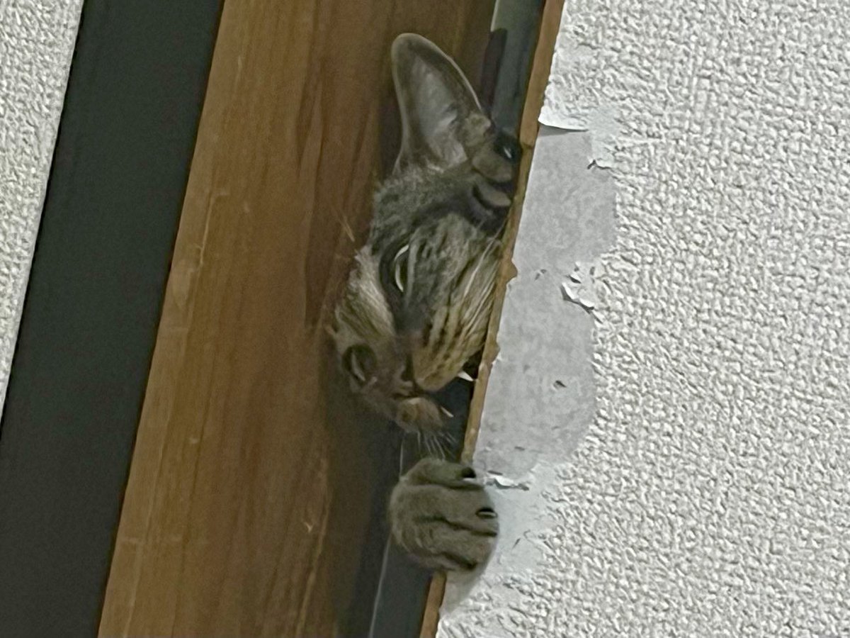 ハジ職人、苦節8年。
ふすまってのはこうやって開けるにゃん！
紙のはがれ方も味わい深いだろ？😼✨
#キジトラ猫
#猫好きさんと繋がりたい