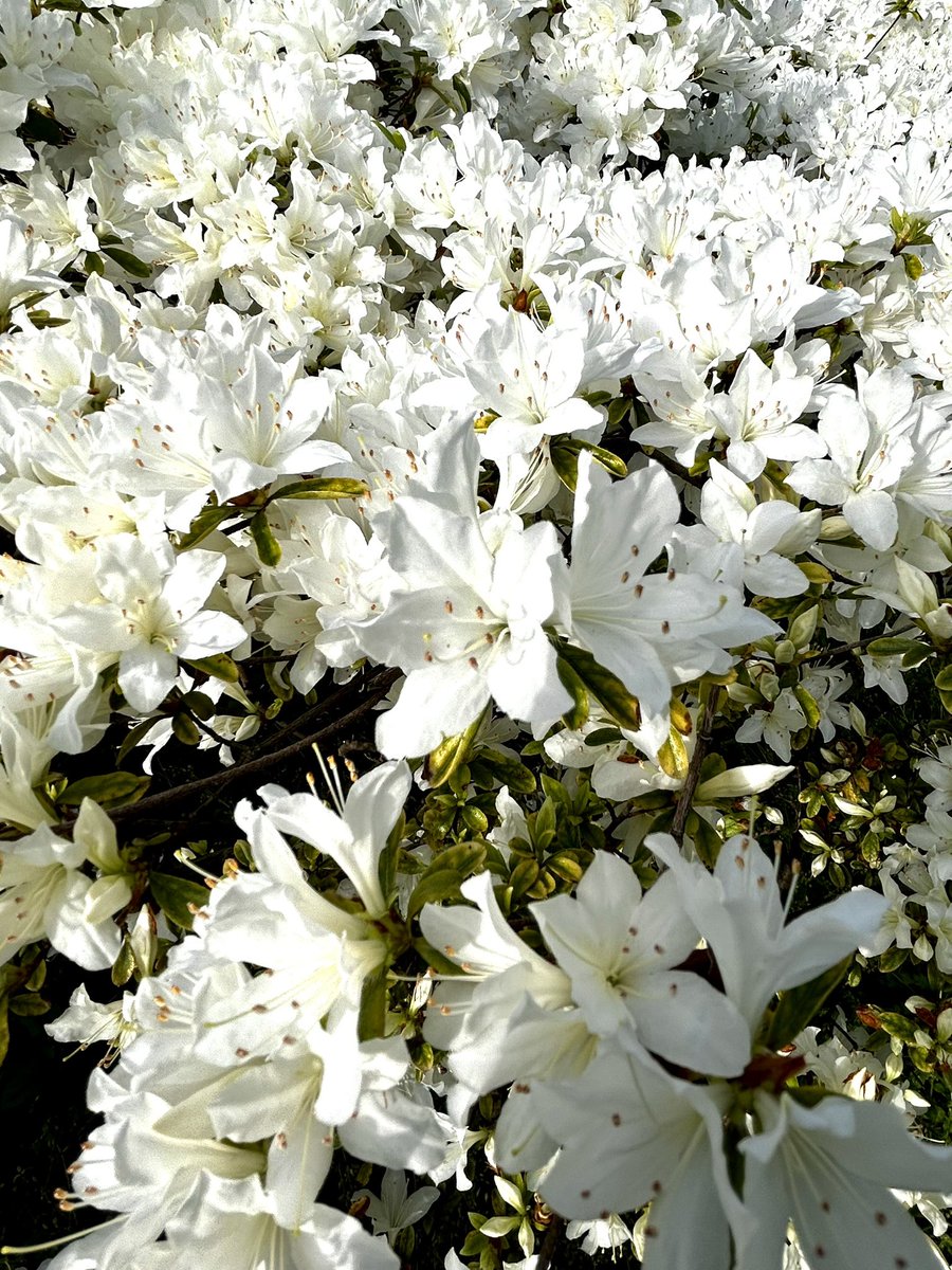 マッシュ/蝦夷地とビーチとミアレシティと対馬とハイラルとパルデアとフォドラを走り回ってる tweet media