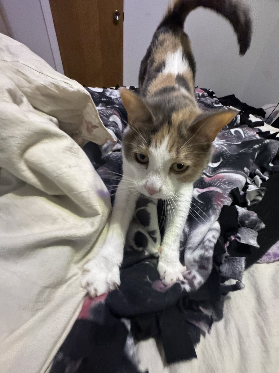 sasha || shedtwt tweet media