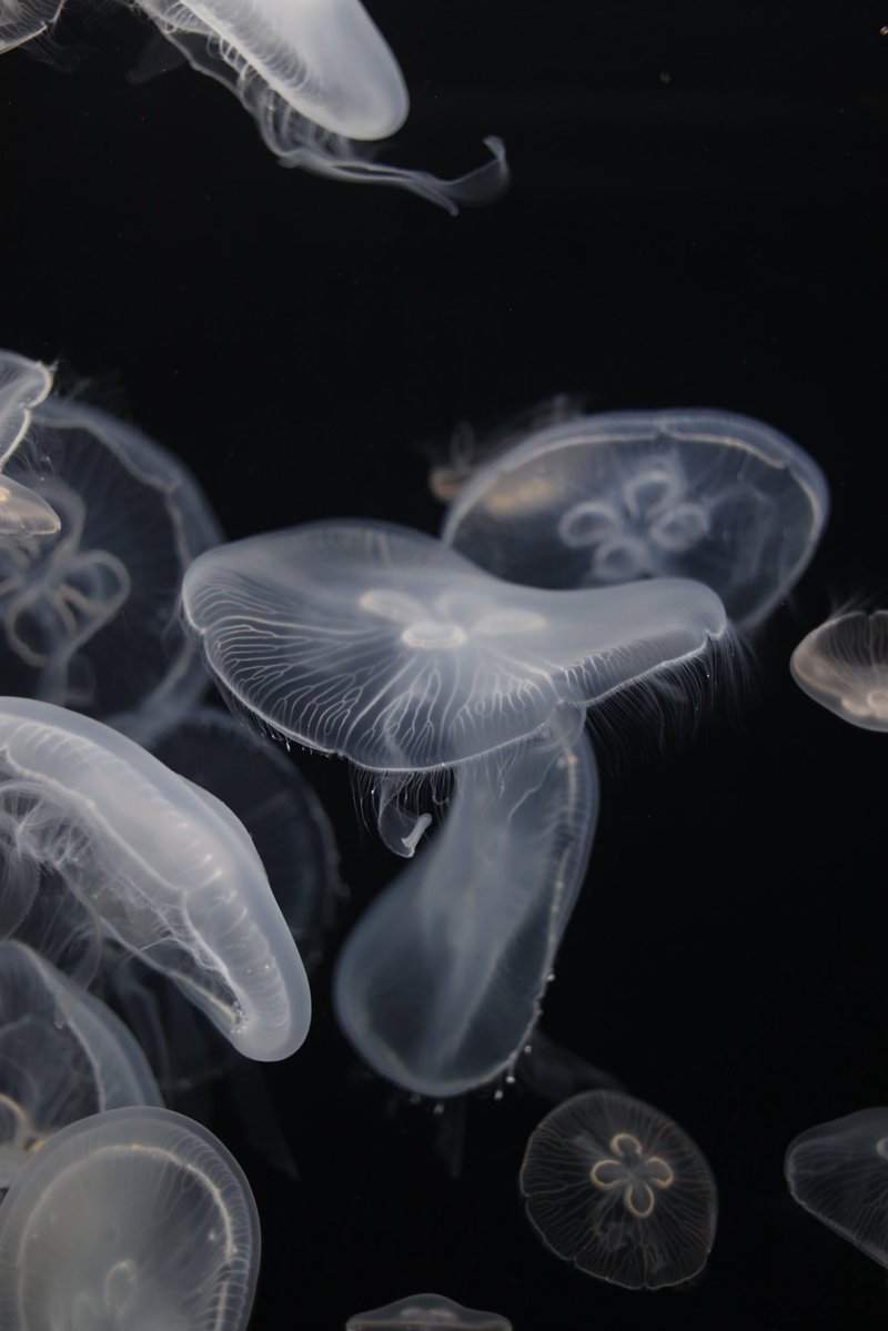 ushiropotun_223's tweet image. #photography
#CanonEOSR