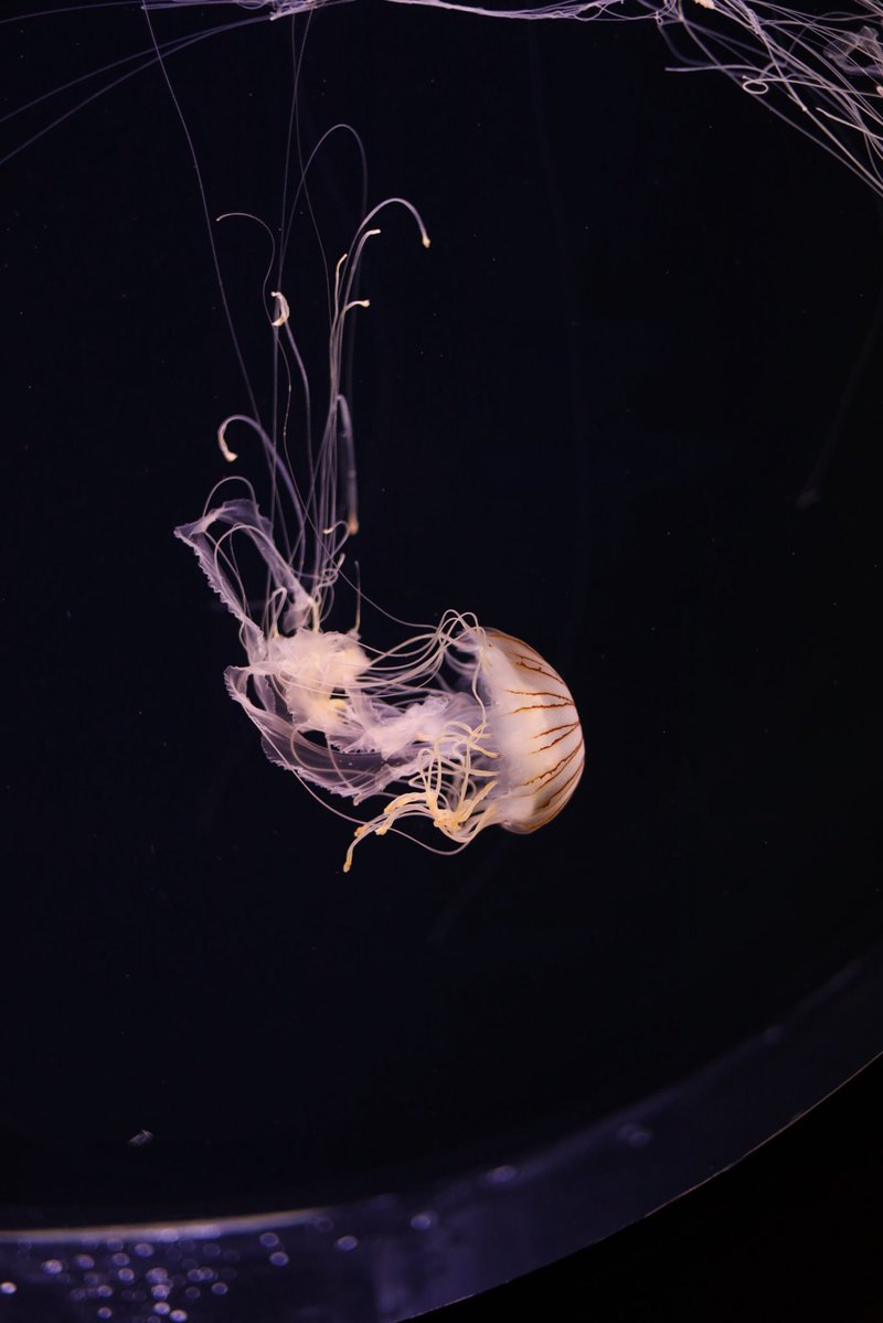 ushiropotun_223's tweet image. #photography
#CanonEOSR