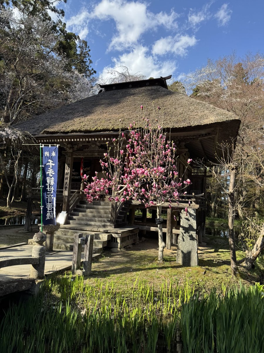 岩手県追樱之旅中尊寺